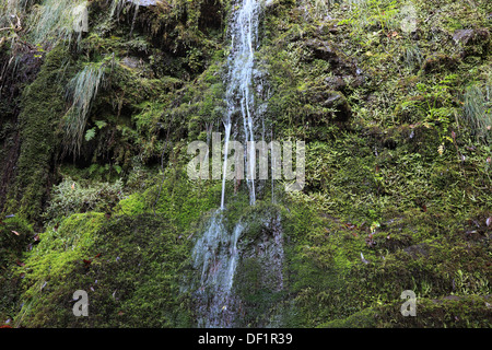 Madeira, Insel Osten an Ribeira Frio, kleiner Wasserfall Rinnsal über Flechten und Moose Stockfoto