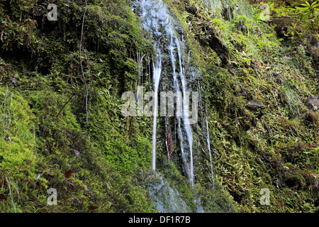 Madeira, Insel Osten an Ribeira Frio, kleiner Wasserfall Rinnsal über Flechten und Moose Stockfoto