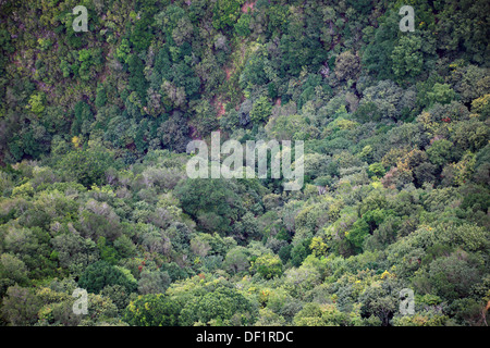 Madeira, Insel Osten an Ribeira Frio im Lorbeerwald, Nebel, Nebel Stockfoto