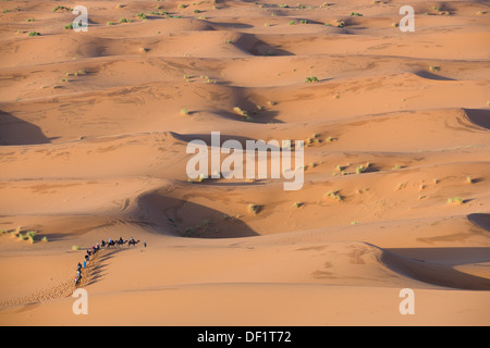 Blick nach unten auf ein Kamel Touristenzug inmitten von Sanddünen der Sahara bei Sonnenaufgang, Erg Chebbi, Merzouga, Marokko Stockfoto