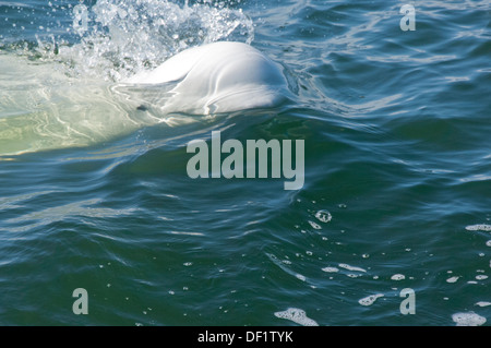 Kanada, Manitoba, Churchill. Churchill River Mündung, Beluga-Wal (Delphinapterus Leucas). Stockfoto