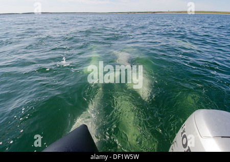 Kanada, Manitoba, Churchill. Churchill River Mündung, wilde Beluga-Wal (Delphinapterus Leucas). Walbeobachtung vom Schlauchboot Stockfoto