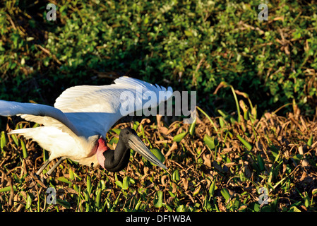 Brasilien, Pantanal: Jabiru Storch (Jabiru Mycteria) Abfahrt ab Stockfoto