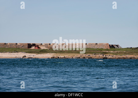 Kanada, Manitoba, Churchill. Churchill River Mündung, wilde Beluga-Wal (Delphinapterus Leucas). Fort Prince Of Wales. Stockfoto