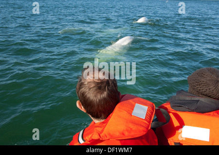 Kanada, Manitoba, Churchill. Churchill River Mündung, wilde Beluga-Wal (Delphinapterus Leucas). Walbeobachtung von Zodiac. Stockfoto