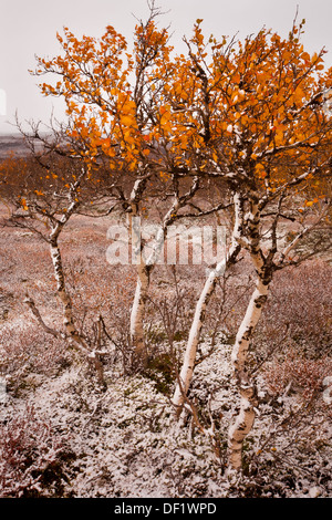 Birke mit fallen Farben und der erste Schnee im Dovrefjell, Dovre, Norwegen. Stockfoto