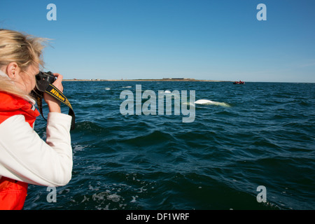 Kanada, Manitoba, Churchill. Churchill River Mündung, wilde Beluga-Wal (Delphinapterus Leucas). Walbeobachtung von Zodiac. Stockfoto