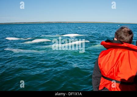 Kanada, Manitoba, Churchill. Churchill River Mündung, wilde Beluga-Wal (Delphinapterus Leucas). Walbeobachtung von Zodiac. Stockfoto