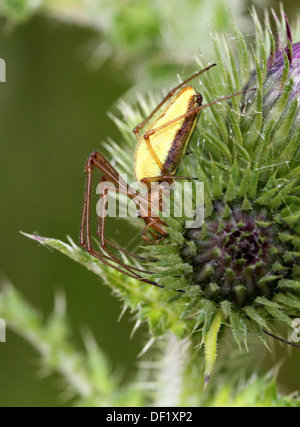 Nahaufnahme der weiblichen gemeinsame Stretch Spinne (Tetragnatha Extensa) Stockfoto