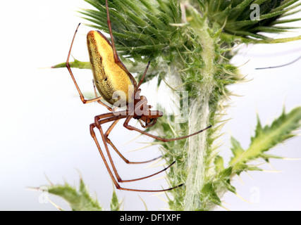 Nahaufnahme Makro der weiblichen gemeinsamen dehnen Spinne (Tetragnatha Extensa) posiert auf einer Distel Stockfoto