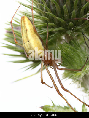 Nahaufnahme Makro der weiblichen gemeinsamen dehnen Spinne (Tetragnatha Extensa) posiert auf einer Distel Stockfoto