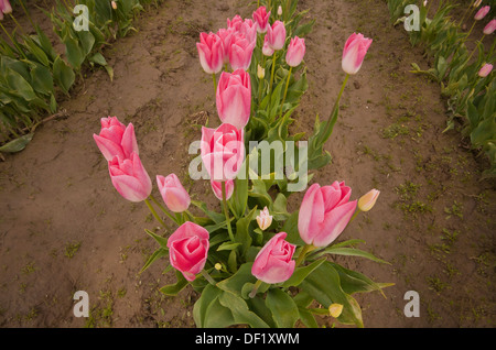 WASHINGTON - Bereich der kommerziell angebaut Tulpen im Skagit River Valley in der Nähe von Mount Vernon. Stockfoto