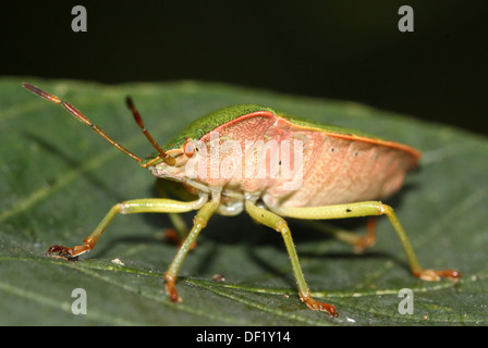 Nahaufnahme des reifen Erwachsenen Green Shield Bug (Palomena Prasina) Stockfoto