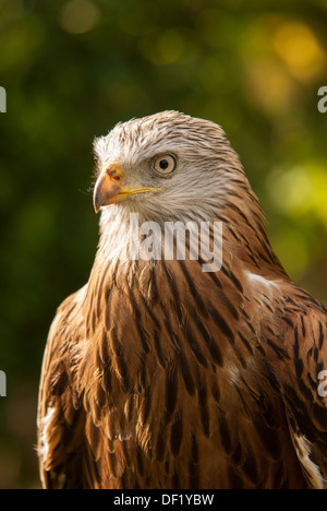 Leiter der Falkner Vogel zeigt hautnah. Stockfoto
