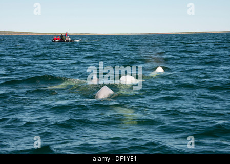 Kanada, Manitoba, Churchill. Churchill River Mündung, wilde Beluga-Wal (Delphinapterus Leucas). Zodiac Boot Whale-watching. Stockfoto