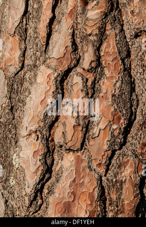 Baumrinde in Nahaufnahme Stockfoto