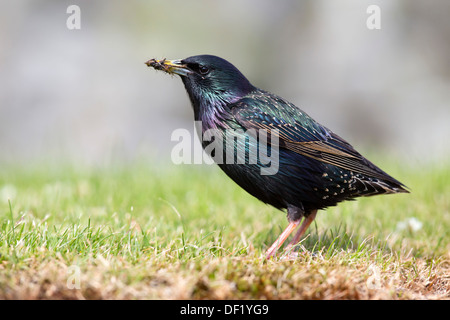 Starling; Sturnus Vulgaris; Shetland; UK Stockfoto