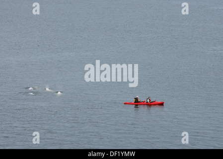 Kanada, Manitoba, Churchill. Kanuten paddeln in der Mündung des Flusses Churchill mit Beluga-Wale (Delphinapterus Leucas). Stockfoto