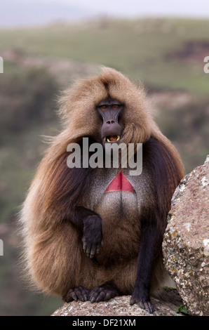 Porträt eines männlichen Gelada Pavian (Theropithecus Gelada) Simien Mountains Nationalpark Äthiopiens. Stockfoto