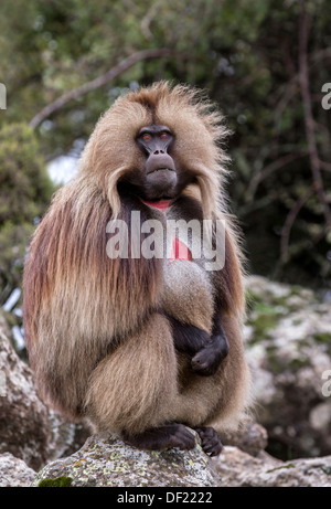 Porträt eines männlichen Gelada Pavian (Theropithecus Gelada) Simien Mountains Nationalpark Äthiopiens. Stockfoto