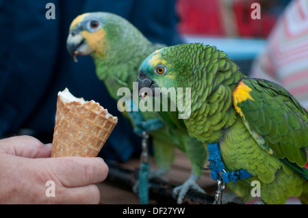 Papageien, Essen ein Eis Stockfoto