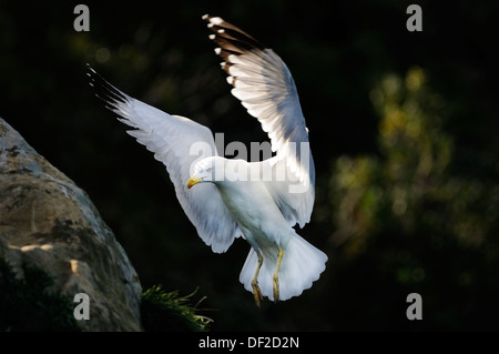 Horizontales Porträt der Gelbbeinmöwe, Larus cachinnans michahellis, Landung. Stockfoto