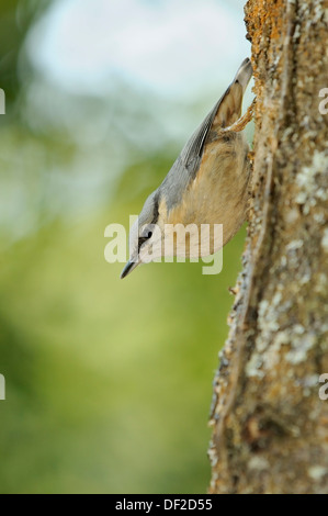 Portarit von eurasische Kleiber, Sitta Europaea, in seiner typischen Pose Abstieg in einen Baum. Stockfoto