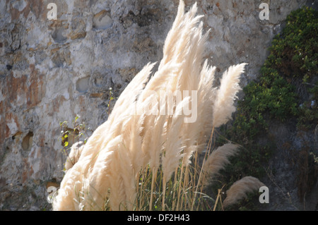 Blumen Sonnenblumen Hummel Stockfoto