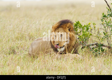 Männlicher Löwe im afrikanischen Busch, Stockfoto