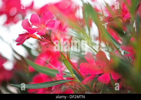 Foto von Pinky ländliche Blumen Stockfoto