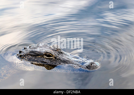 Kleine amerikanische Alligator (Alligator Mississippiensis), auch bekannt als Gator, mit Augen und Nase über Wasser schwimmen. Stockfoto