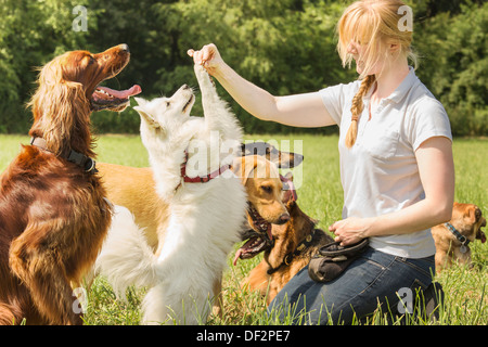 Dog schult Trainer Pommern zu sitzen und betteln Stockfoto