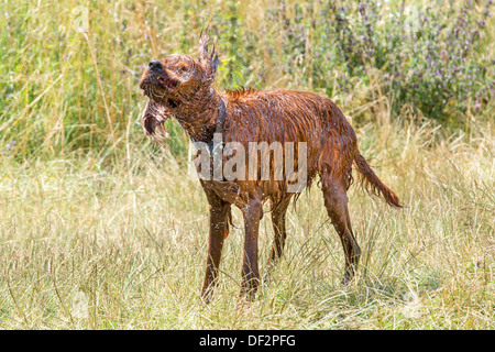 Wasser aus seinem Fell schüttelt nassen Irish Red setter Stockfoto