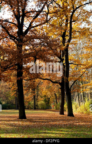 Orange-braune Laub auf den Bäumen in einem herbstlichen Park in Berlin, Deutschland. Stockfoto