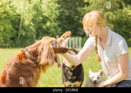 Dog Trainer Züge Irish Red Setter zu hoch fünf Stockfoto