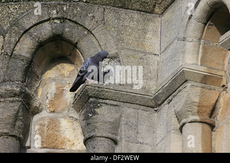 Wilde Taube oder Felsentaube (Columba Livia) Stockfoto