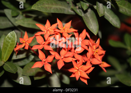 Blumen-rot Ixora coccinea Stockfoto