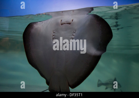 Stingray Unterseite durch Glas mit blauem Himmel Stockfoto