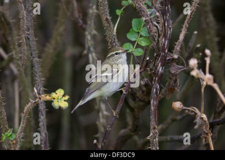 Gelb-browed Warbler Phylloscopus Inornatus Shetland Schottland, Vereinigtes Königreich Stockfoto