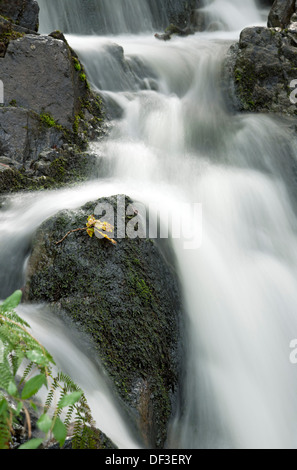 Nahaufnahme der Wasserfälle Tom Gill Beck bei Tarn Hows Lake District National Park Cumbria England Vereinigtes Königreich GB Großbritannien Stockfoto