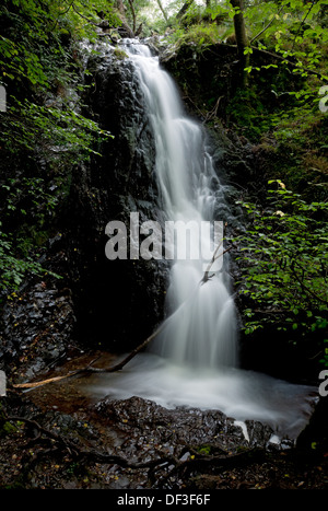 Tom Gill Wasserfall Wasserfälle bei Tarn Hows im Sommer Cumbria Lake District National Park England Vereinigtes Königreich GB Great Großbritannien Stockfoto