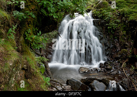 Wasserfälle Tom Gill Beck Wasserfall bei Tarn Hows im Sommer Lake District National Park Cumbria England Vereinigtes Königreich Großbritannien und Nordirland GB Großbritannien Stockfoto