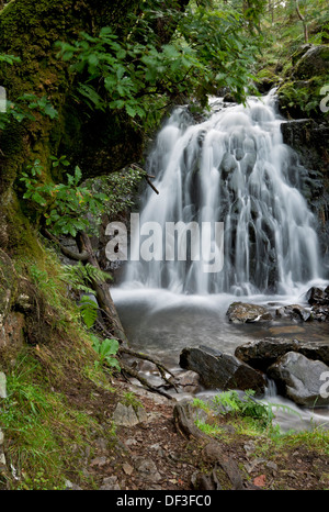 Wasserfall Wasserfälle Tom Gill Beck bei Tarn Hows im Sommer Lake District National Park Cumbria England Vereinigtes Königreich Großbritannien und Nordirland GB Großbritannien Stockfoto