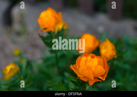 Orange Blumen Trollius Asiaticus Stockfoto