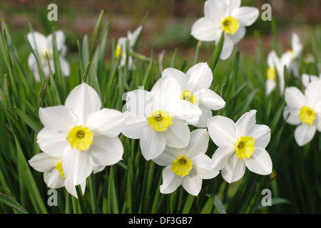Weiße Narzisse Blumen im Garten Stockfoto