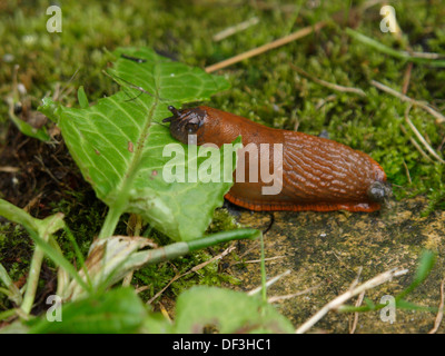 Slug Essen ein Blatt, UK 2013 Stockfoto