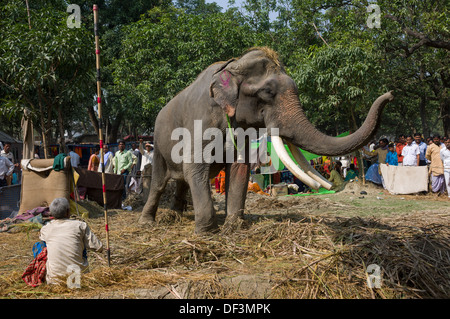 Mahout mit großen männlichen Elefanten mit angedockten Stoßzähne, in einem Lager auf dem Haathi Basar hinter Sonepur Mela, Sonepur, Bihar, Indien Stockfoto