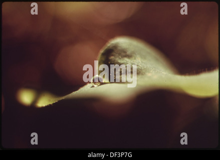 Nahaufnahme EINES OREGON OXALIS BLATT, Wasser und Sonnenlicht Photosynthese, die ALCHEMIE DES GRÜNEN BLATT, IM QUEETS... 555032 Landschaft Stockfoto