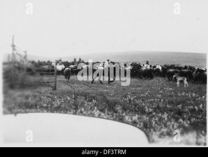 Cowboys, die Pferde im amerikanischen Westen sammeln und traditionelle Viehzuchtmethoden zeigen. Stockfoto