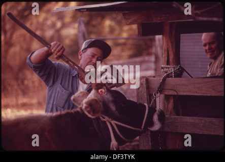 Eine Kuh wird auf einer Farm in der Nähe von Leakey, Texas, in der Nähe von San Antonio enthornt. Enthornung ist eine gängige Praxis in der Tierhaltung, um die Sicherheit zu gewährleisten und Verletzungen bei Rindern zu verhindern. Stockfoto